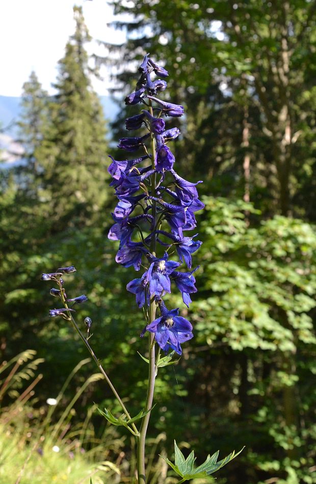 stračonôžka Delphinium sp.