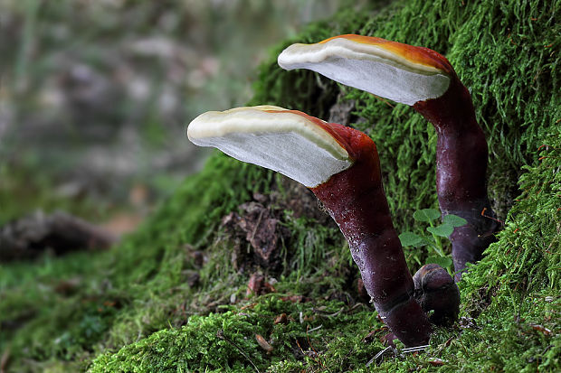 lesklokôrovka obyčajná Ganoderma lucidum (Curtis) P. Karst.