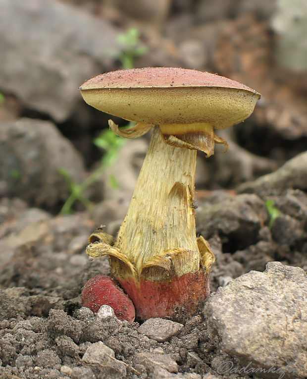 suchohríb karmínový Hortiboletus rubellus (Krombh.) Simonini, Vizzini & Gelardi