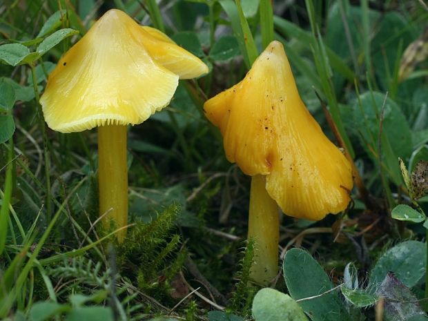 lúčnica hrotitá Hygrocybe acutoconica (Clem.) Singer