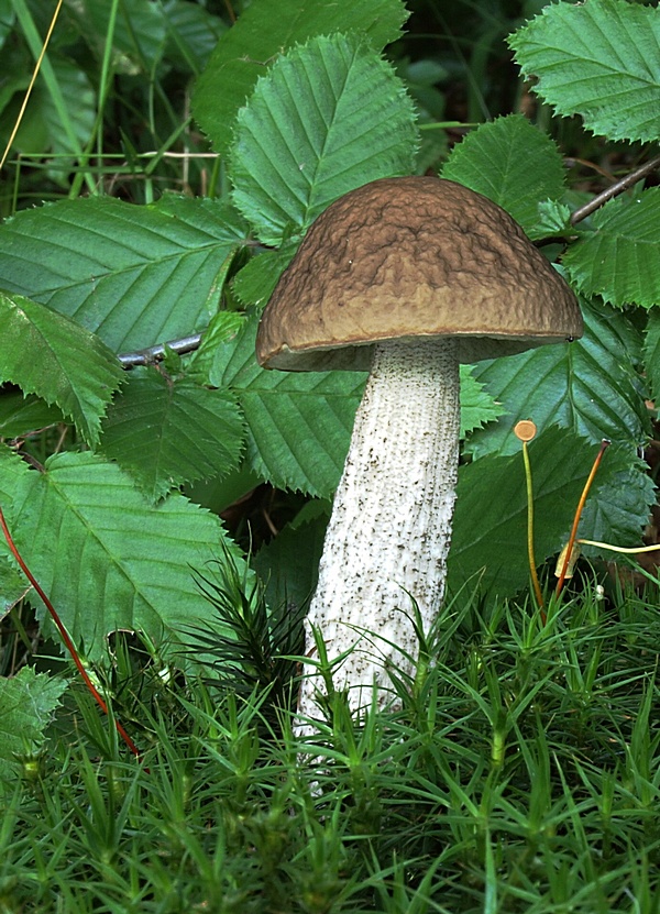 kozák hrabový Leccinum pseudoscabrum (Kallenb.) Šutara