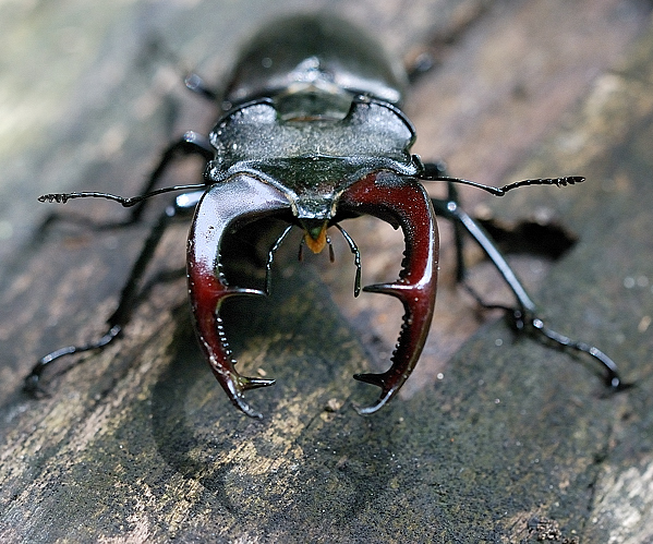 roháč obyčajný  Lucanus cervus