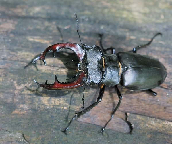 roháč obyčajný  Lucanus cervus