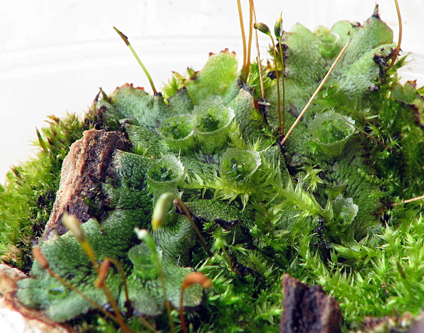 porastnica mnohotvárna Marchantia polymorpha