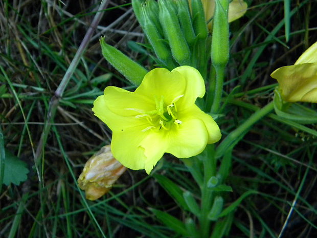 pupalka dvojročná Oenothera biennis L.