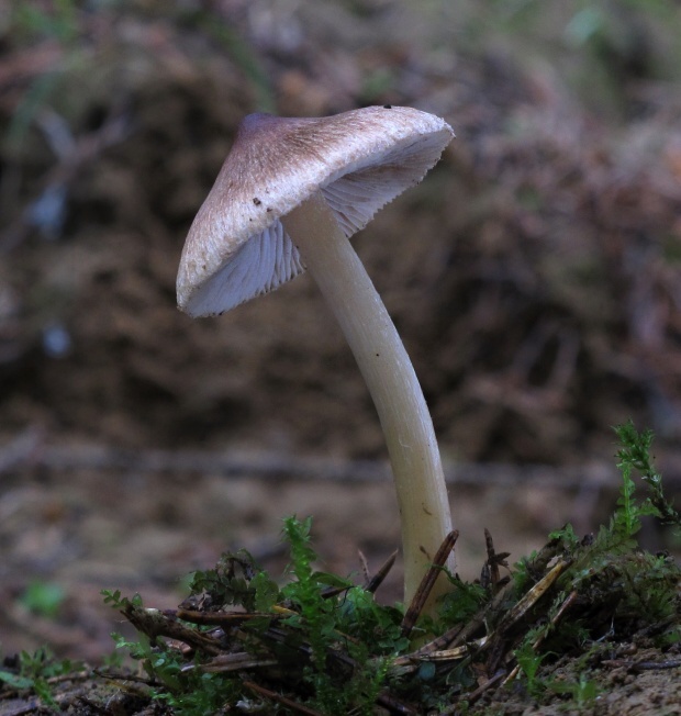 vláknica kužeľovitá Pseudosperma rimosum (Bull.) Matheny & Esteve-Rav.