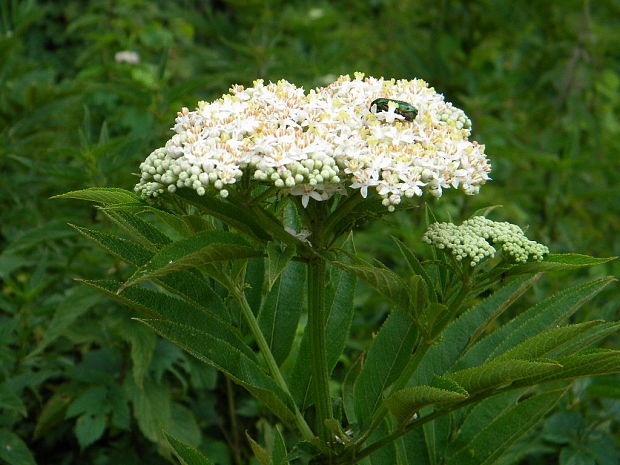 baza chabzdová Sambucus ebulus L.