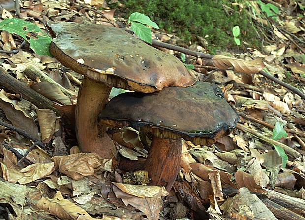 hríb zrnitohlúbikový Sutorius luridiformis (Rostk.) G. Wu & Zhu L. Yang