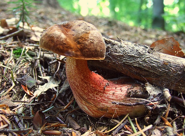 hríb zrnitohlúbikový Sutorius luridiformis (Rostk.) G. Wu & Zhu L. Yang