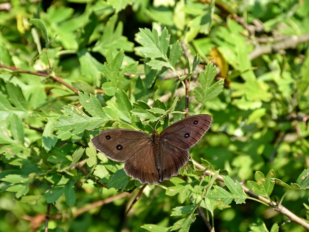 očkáň ovsíkový saturis dryas