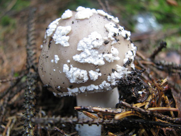 muchotrávka tigrovaná Amanita pantherina (DC.) Krombh.