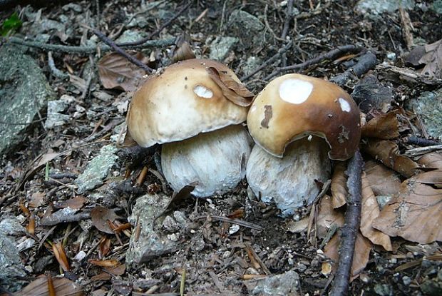 hríb smrekový Boletus edulis Bull.