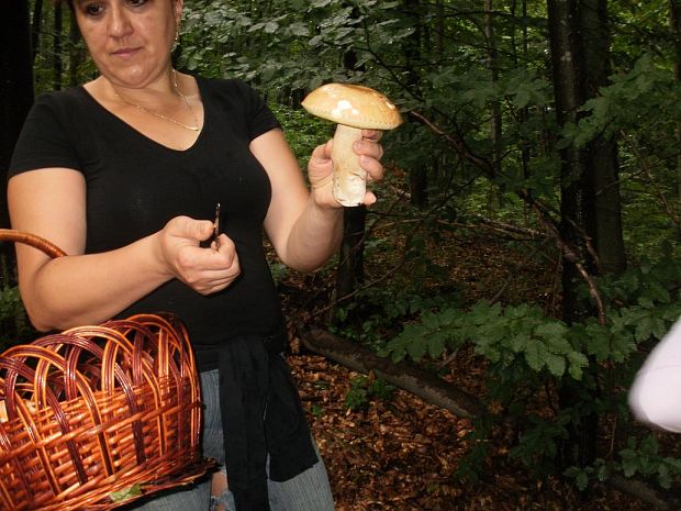 hríb  Boletus sp.