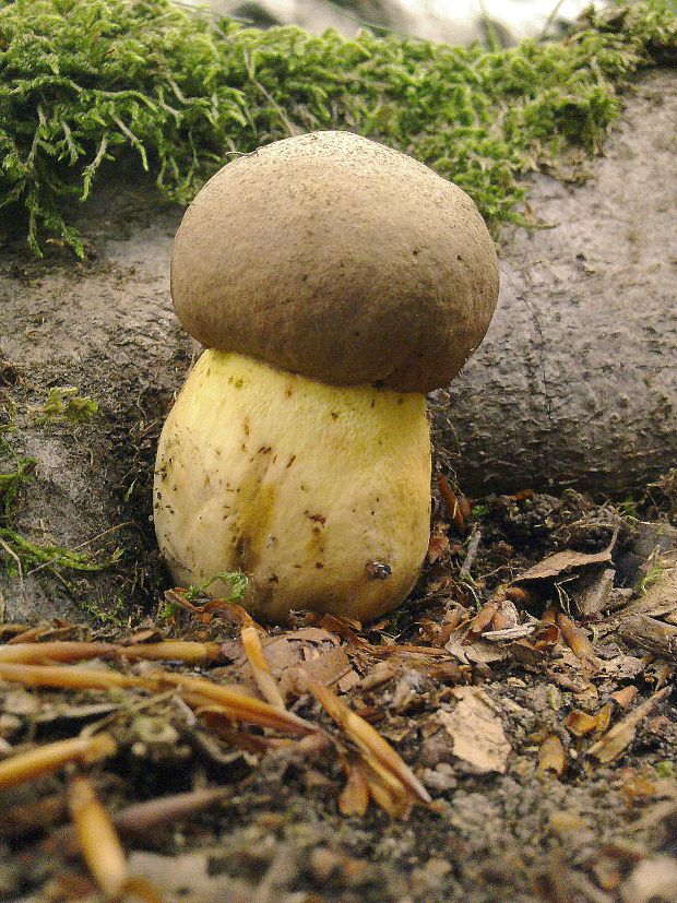 hríb príveskatý Butyriboletus appendiculatus (Schaeff. ex Fr.) Secr.