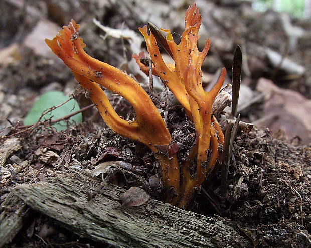 parôžkovec lepkavý Calocera viscosa (Pers.) Fr.