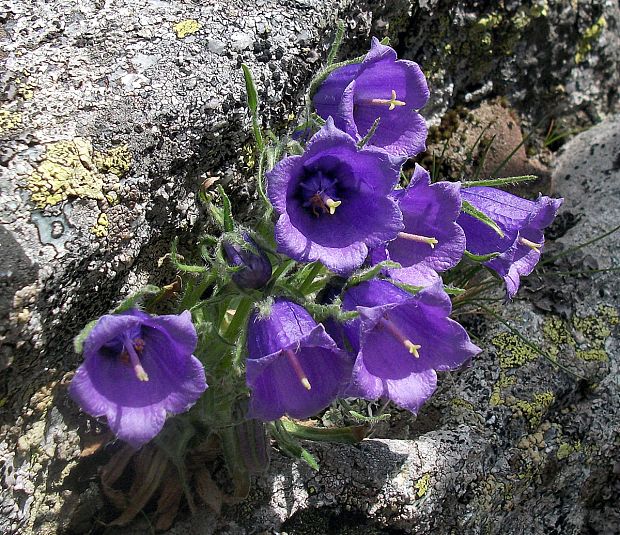 zvonček alpínsky Campanula alpina Jacq.