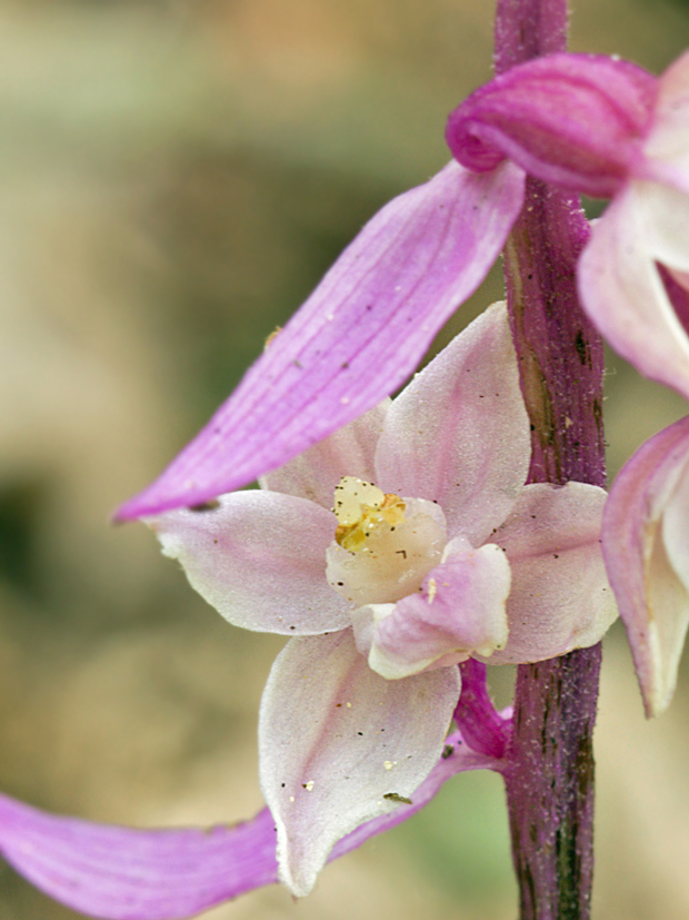 kruštík modrofialový  (f. rosea) Epipactis purpurata Sm.