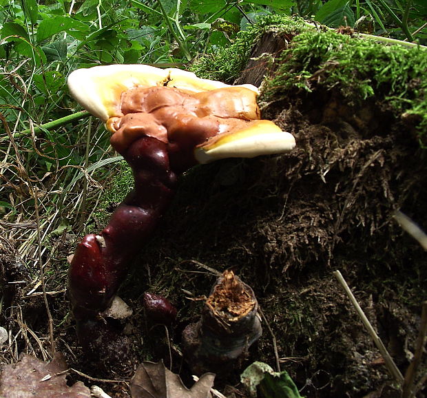 lesklokôrovka obyčajná Ganoderma lucidum (Curtis) P. Karst.