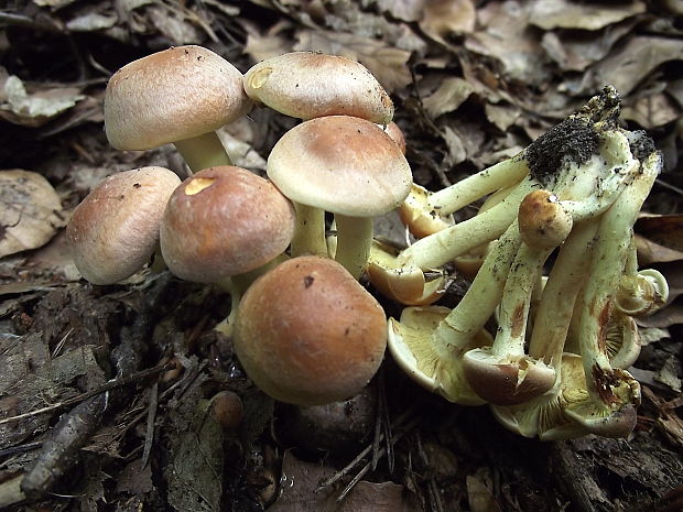 strapcovka zväzkovitá Hypholoma fasciculare (Huds.) P. Kumm.