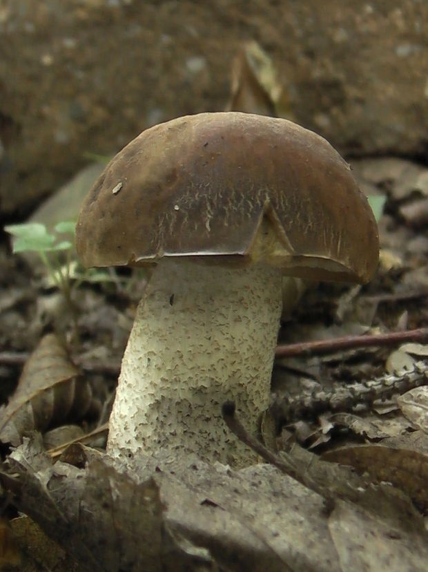 kozák hrabový Leccinum pseudoscabrum (Kallenb.) Šutara