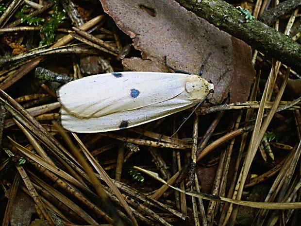 lišajníkovec štvorbodý ♀ Lithosia quadra