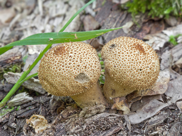 prášnica Lycoperdon sp.