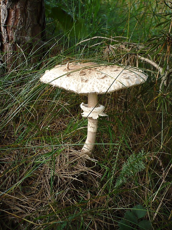 bedľa vysoká Macrolepiota procera (Scop.) Singer