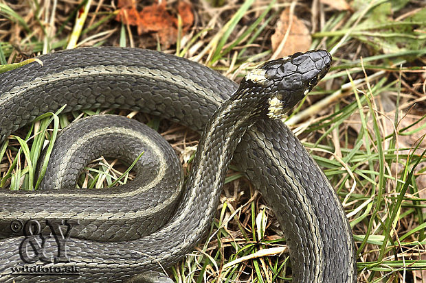 užovka obojková Natrix natrix persa