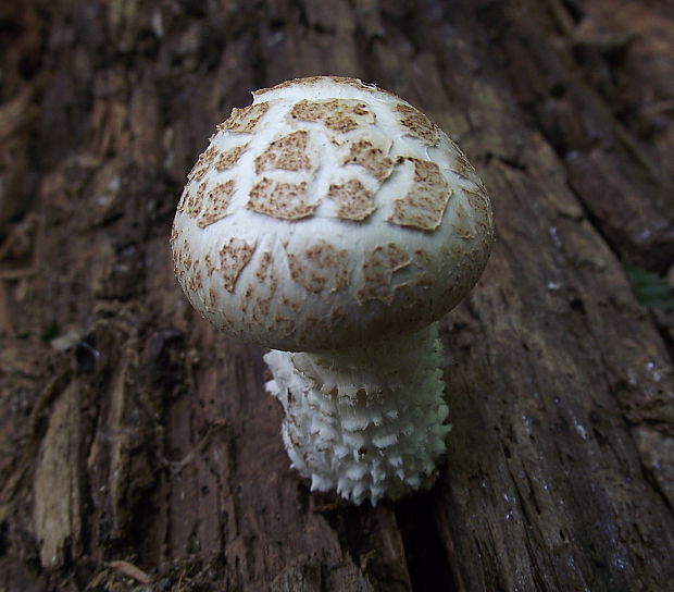 húževnatec šupinatý Neolentinus lepideus (Fr.) Redhead & Ginns