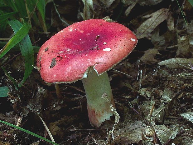 plávka vínovočervená Russula xerampelina (Schaeff.) Fr.