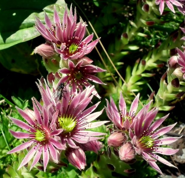 skalnica wettsteinova Sempervivum wettsteinii Letz, ined.