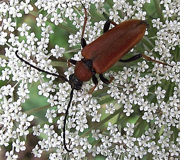 fúzač obyčajný  Stictoleptura rubra