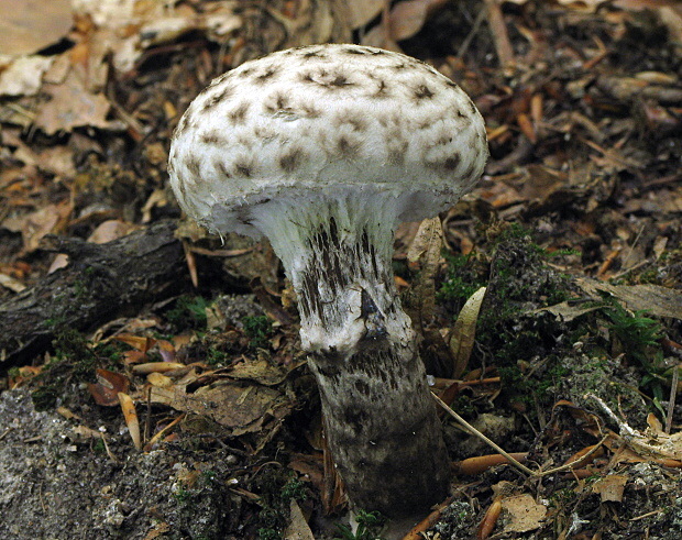 šiškovec šupinatý Strobilomyces strobilaceus (Scop.) Berk.