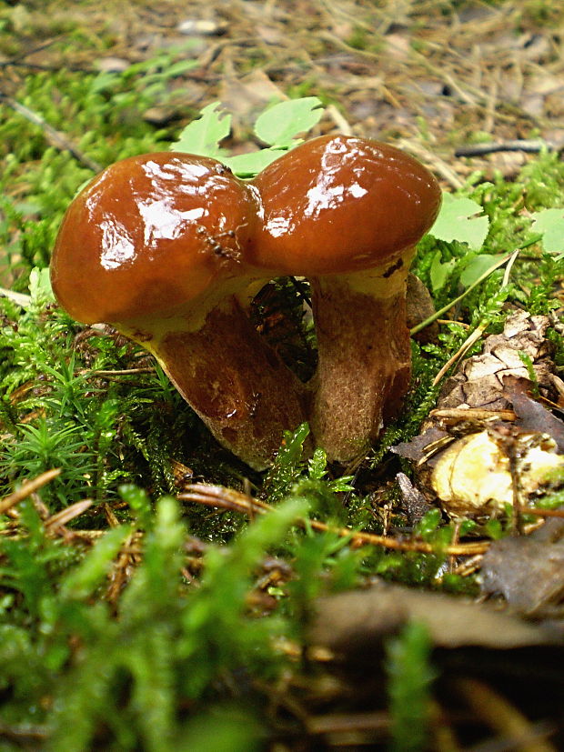 masliak smrekovcový Suillus grevillei (Klotzsch) Singer