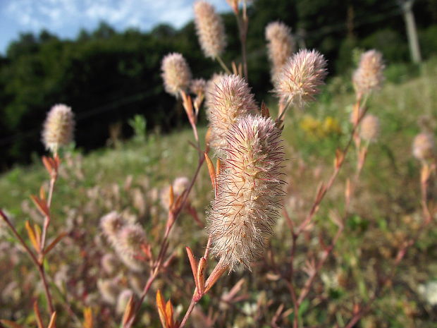 ďatelina roľná Trifolium arvense L.