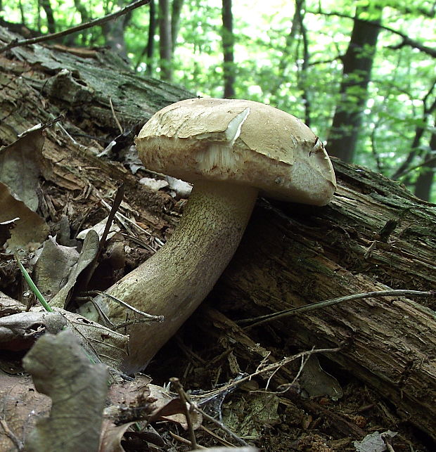 podhríb žlčový Tylopilus felleus (Bull.) P. Karst.