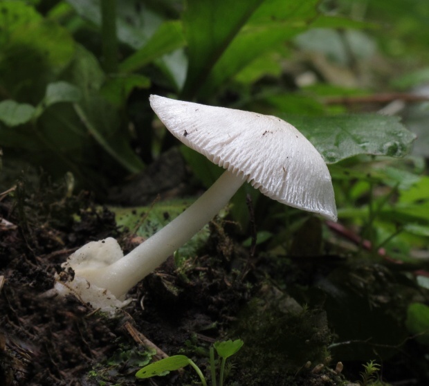 pošvovec malý Volvariella pusilla (Pers.) Singer