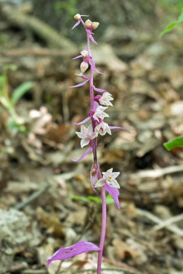 kruštík modrofialový f. rosea) (Epipactis purpurata