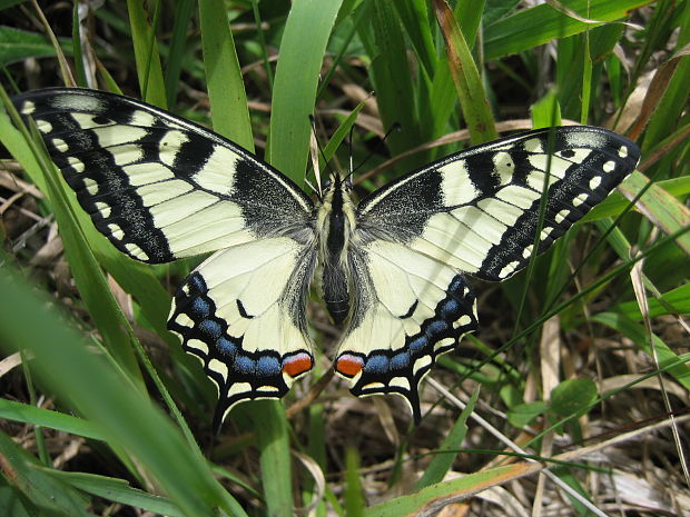 vidlochvost feniklový papilio machaon