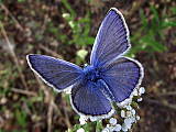 modráčik obyčajný-samček