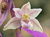 kruštík modrofialový (f. rosea)