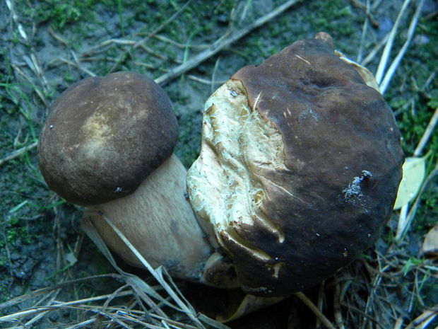 hríb bronzový Boletus aereus Bull. ex Fr.