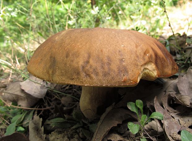 hríb bronzový Boletus aereus Bull. ex Fr.