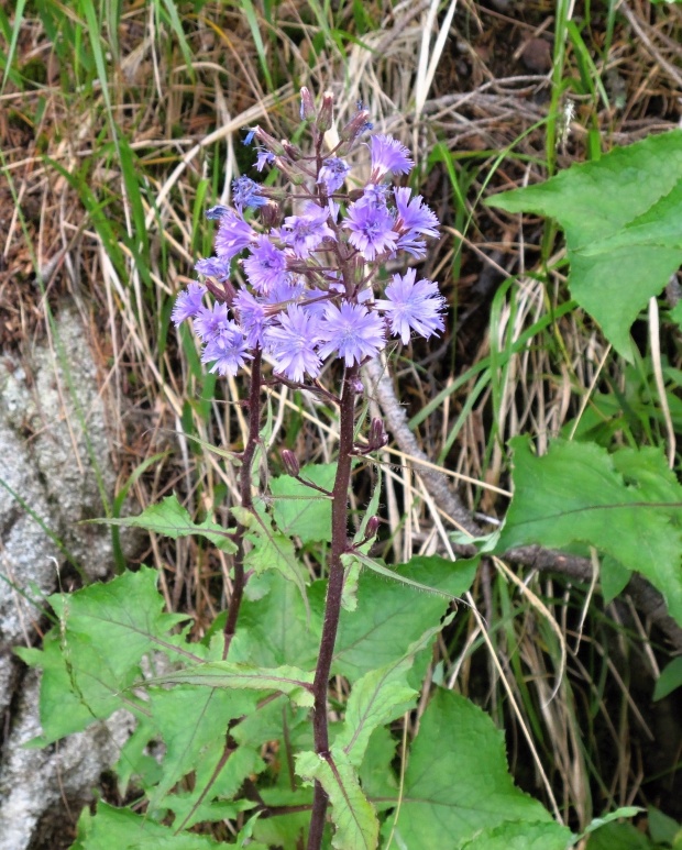 mliečivec alpínsky Cicerbita alpina (L.) Wallr.
