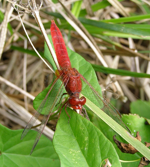vážka červená Crocothemis erythraea