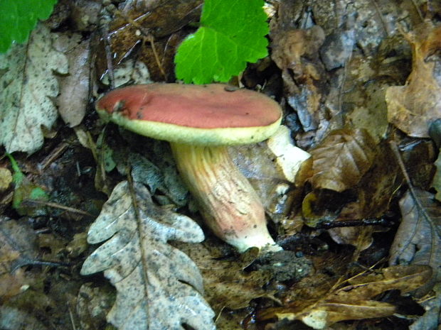 suchohríb karmínový Hortiboletus rubellus (Krombh.) Simonini, Vizzini & Gelardi