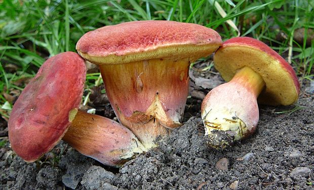 suchohríb karmínový Hortiboletus rubellus (Krombh.) Simonini, Vizzini & Gelardi