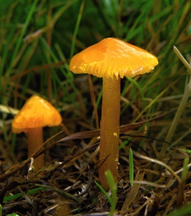 lúčnica Hygrocybe sp.