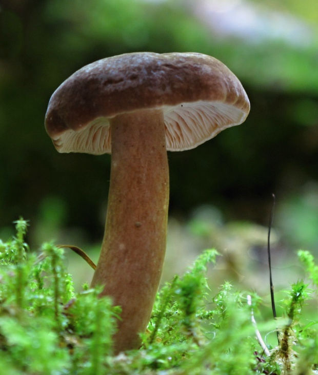 rýdzik čiernozamatový Lactarius lignyotus Fr.