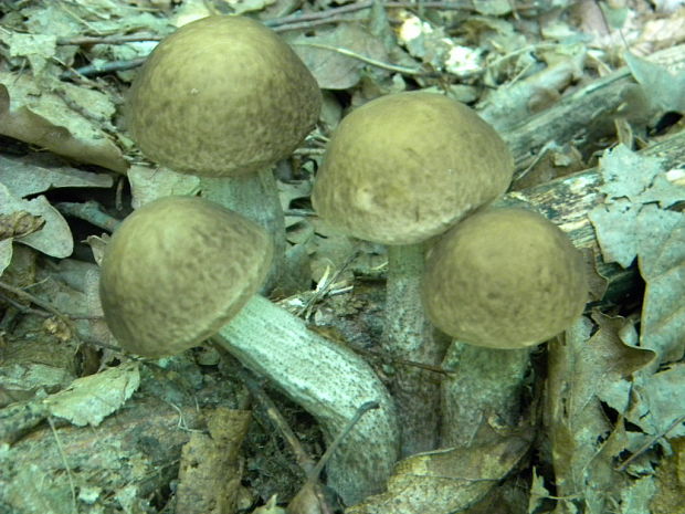 kozák hrabový Leccinum pseudoscabrum (Kallenb.) Šutara